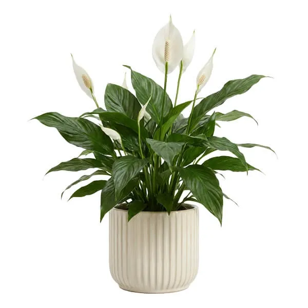 Peace Lily